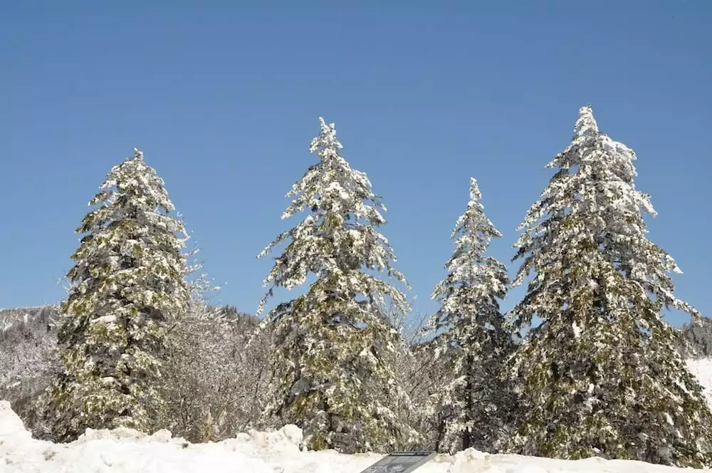 Trees_covered_with_snow_in_the_Smoky_Mountains