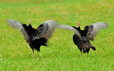 two turkeys in the smoky mountains