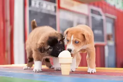 puppies eating an ice cream cone