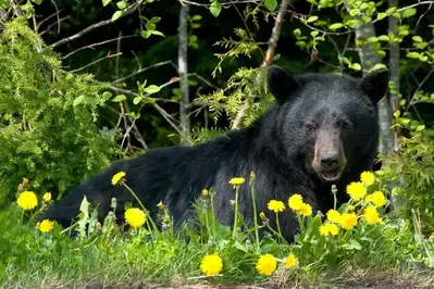 black bear in a field of wild flowers