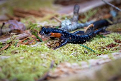 animals in the smoky mountains