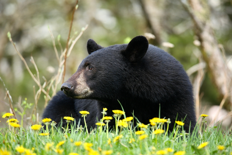 where to see bears in the smoky mountains