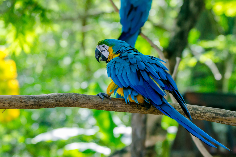 two blue and gold macaws