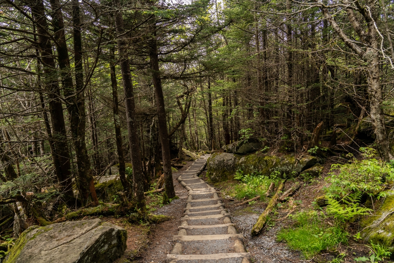 steps on Smoky Mountain hiking trail through the woods